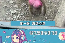 人生看过的灵长类屁股又+1#猴子 #山魈 #猩猩 #奇葩视频封面