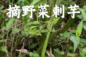 我在版纳摘野菜 今天来采一种特别的野菜，浑身长满刺，它就是刺芋也叫簕茨菇、水刺芋等，你的家乡也有这种奇特的野菜吗？#植物科普#自然奇境科普季#野菜#刺芋#簕茨菇