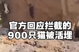 #广东dou知道 #流浪猫 #猫咪救助 3月11日，网友发文称佛山三水区农业农村局活埋900只猫，农业农村局执法局回应，均按照防疫规定处置，网传信息部分不属实，处理过很多，数量无法回答。视频封面