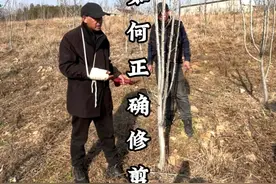 秋月梨如何修剪？要注意第一年有果，两三年之后怎么办？ #秋月梨 #秋月梨修剪 #秋月梨管理 #梨树管理 #种果树的苏老师