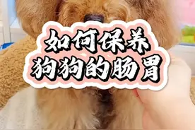如何调理狗狗的肠胃？不懂的家长看过来！小宠家的千亿益生菌真的很不错哦！#科学养宠攻略 #新手养狗视频封面