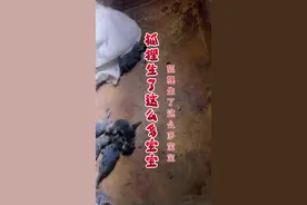 万万没想到，用泥墙垒起的茅草屋，竟成了生命破土而出的胜地，本以为只有两个狐狸宝宝，结果意外的惊喜不只两个，善意与信任在此刻共鸣，愿这个小院里能谱写出最震撼人心的生命诗篇#狐狸生了这么多宝宝#记录真实生活 #林都山哥#一定要看到最后 #万万没想到