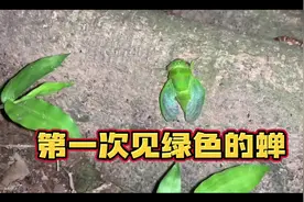 你们见过绿色的蝉吗？#金蝉 #知了猴 #爬叉