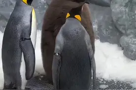 震惊！这个巨婴竟是企鹅宝宝？父母24小时盯防，原因暖哭#神奇动物在抖音 #企鹅 #动物世界