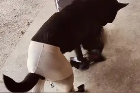 #dou上热门 我就是可爱的小狗穿高跟鞋搞笑盘点#狗狗的心思都写在脸上了 #请勿模仿@DOU+小助手视频封面