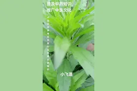 小飞蓬  每天认识一种中药材，今天认识一下小飞蓬。小飞蓬就是小蓬草的全草。是一种非常常见的路边野草，有些地方叫小白酒草，有些地方就叫飞蓬。#小飞蓬 #中草药材 #中医中药。