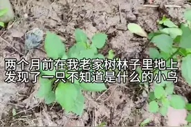 万物皆有灵性，救助了一只小鸟放飞了之后又回来找我，感人的一幕发生了…#万物皆有灵性  #人与动物和谐相处#动物的迷惑行为 #善待动物 #野生动物零距离