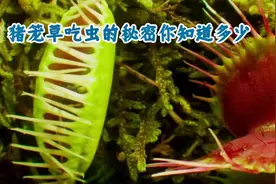 猪笼草为什么要吃虫子#解压 #科普一下 #极度舒适