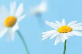 那些落入凡间的绝美诗句#诗词名句赏析 #诗词意境视频封面