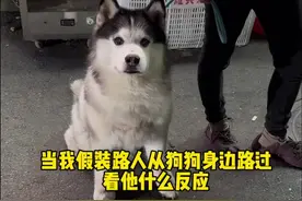 当我假装路人从狗狗身边路过看他什么反应 #万物可爱计划 #萌宠出道计划 #不养狗不知道养狗的乐趣