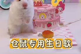 小仓鼠也有专用生日歌啦！鼠鼠下次过生日就用这个！！ #蔡可爱爱仓鼠  #仓鼠生日歌 #给小仓鼠过生日 #万物可爱计划 #宅家治愈季