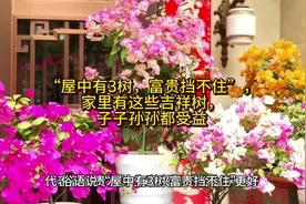 “屋中有3树，富贵挡不住”，家里有这些吉祥树，子子孙孙都受益视频封面