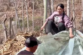 天晴之后，我和大伯，叔叔开启了拆除废旧羊圈的第一步，这看似构造简单的羊圈拆起来还真的挺费劲儿。#2024新农人计划 #我的乡村生活 #真实生活记录 #关爱老人视频封面