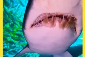 鲨鱼的口号是，没有蛀牙！ #神奇动物在抖音 #海洋生物 #动物科普 #内容启发搜索