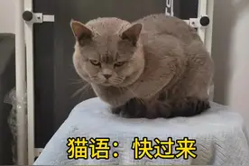 让猫咪快过来怎么说#猫语十级#记录猫咪日常#猫语翻译器#萌宠出道计划