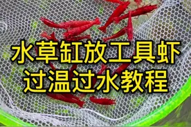水草缸放虾，正确过温过水的入缸方法#水草缸 #极火虾 #小马玩水族 #水族视频封面