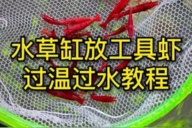 水草缸放虾，正确过温过水的入缸方法#水草缸 #极火虾 #小马玩水族 #水族视频封面