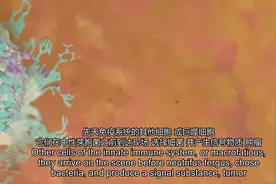 人体免疫系统 - 它是如何工作的！（动画）