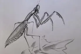 你见过这样的螳螂吗？画法非常简单，一遍就能学会。炭笔画#每日一画视频封面