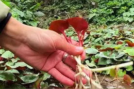 渝云贵川谁吃折耳根最凶？ 西南F4渝云贵川谁最能吃折耳根？春节回家第一件事就是扛着锄头挖别人田坎，然后到处都是友好问候#折耳根 #野菜 #鱼腥草 #农村生活 #农村美食视频封面