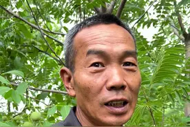 核桃树不结果 大串核桃，为啥不成花？不结果？#文玩核桃树苗 #优质农产品 #农业种植 #果树管理 #郭老师植物视频封面