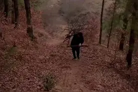 #土坡上的狗尾巴草 狗狗的忠诚你永远无法体会！视频封面