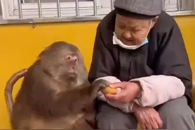 奶奶收养一只断臂的猴子，在这十五年的时间里，建立了深厚的友谊 #广东dou是好风光 #自然奇境科普季 #神奇动物在抖音 #萌宠出道计划 #万物皆有灵性视频封面
