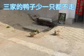 看看三家的鸭子怎么集合的？少一只都不走……#神奇动物在抖音视频封面