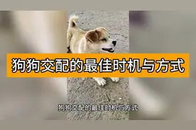 狗交配的最佳时机与方法 一文让你了解#养狗经验分享视频封面