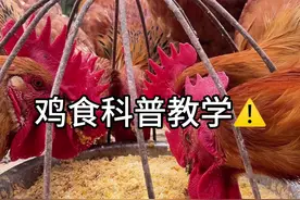 鸡食科普教学 #喂鸡 #鸡食视频封面