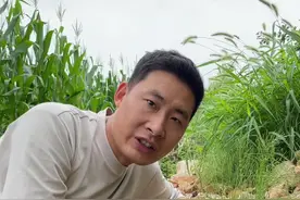 这一片生长在矿石之中的草本植物，就是有这吸金草之称的问荆了，俗话说，寻黄金找问荆，那么问荆草下面到底有没有黄金呢？#植物科普 #你的家乡有这种植物吗 #识百草 #一日一植物 #问荆