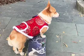 呀开始好像😀有点害羞……后面越滑越猛…#狗玩滑板  #柯基 #养狗的乐趣视频封面