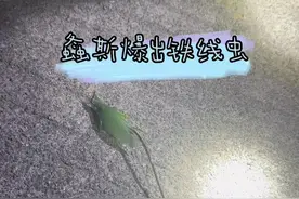 铁线虫入侵 前两天刚说完铁线虫，这就水灵灵的遇到啦#观察昆虫视频封面