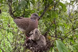 原来斑鸠鸟是这样给小鸟喂食的