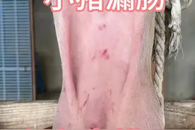 小猪漏肠教程，速看#三农 #养殖技术 #小猪漏肠  #脐疝视频封面