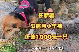 在新疆没满月的小羊羔，价值1000元一只，你们那里的呢视频封面