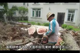 海南耕地非农化，大面积砍伐果树，果农应该怎么办？#征收补偿视频封面