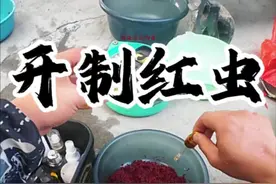 钓鱼开制红虫方法技巧#开饵技巧 #开红虫拉饵 #抖音钓鱼人 #2024dou来钓鱼 #原来钓鱼才是抖音运动顶流视频封面
