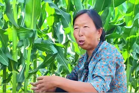 玉米底下套种豆角的讲解 生菜杨姐给粉丝讲解玉米底下套种豆角的方法#豆角种植 #玉米种植 #蔬菜种植 #种植小技巧 #生菜杨姐 @DOU+小助手视频封面