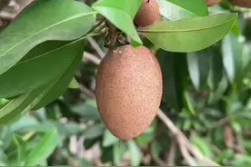 人心果是一种热带水果，其外形酷似人的心脏 #中国农民丰收节视频封面