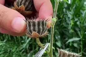 这种植物叫苘麻，又名磨盘草，村里常常有人把它采摘回来晒干。#植物科普 #dou来广东百千万 #三农