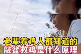 老一辈都知道敲盆救鸡，你知道什么原理吗？评论区告诉我#养鸡场养鸡 #规模化养鸡#养鸡小妙招#养鸡场养鸡视频封面