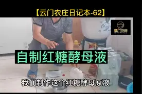 自制红糖酵母液（生物肥）#新农人计划2023 #田园生活