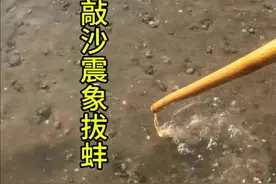 敲沙震象拔蚌 #赶海 #小象拔蚌 #大海的馈赠 #海边生活 #内容启发搜索视频封面
