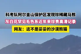 #阿尔金山保护区科考队发现沙漠熊猫 灰白花毛色罕见藏马熊现身阿尔金山无人区，憨态可掬格外吸睛视频封面