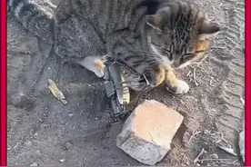 善良的小哥救助被老鼠夹夹住的猫咪 #善待动物关爱生命 #人与动物和谐共处 #动物救助 #内容启发搜索