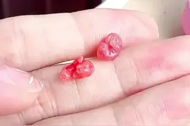 女子捡到只神奇的小生命，把它养大后，没想到是如此可爱 #神奇的动物在抖音 #治愈小宠 #萌萌的小动物 #小动物们能有多治愈 #蜜袋鼯日常