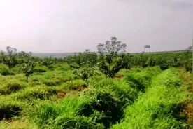 #农村五种草养羊是块宝#农村养羊 #关注我每天坚持分享知识视频封面