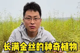 这是一种神奇的植物，它没有根，没有叶，通过寄生在其它植物上用种子来繁殖，它就是大名鼎鼎的菟丝子。#自然奇境科普季 #大自然的馈赠 #菟丝子 @抖音短视频视频封面
