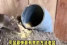 教你几招灭鼠最快最有效的方法。#捕鼠高手 #昆明灭鼠公司视频封面